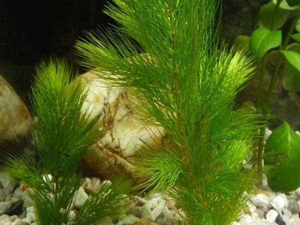 金鱼藻 (6)