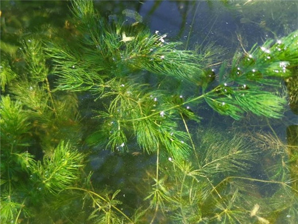 金鱼藻 (5)